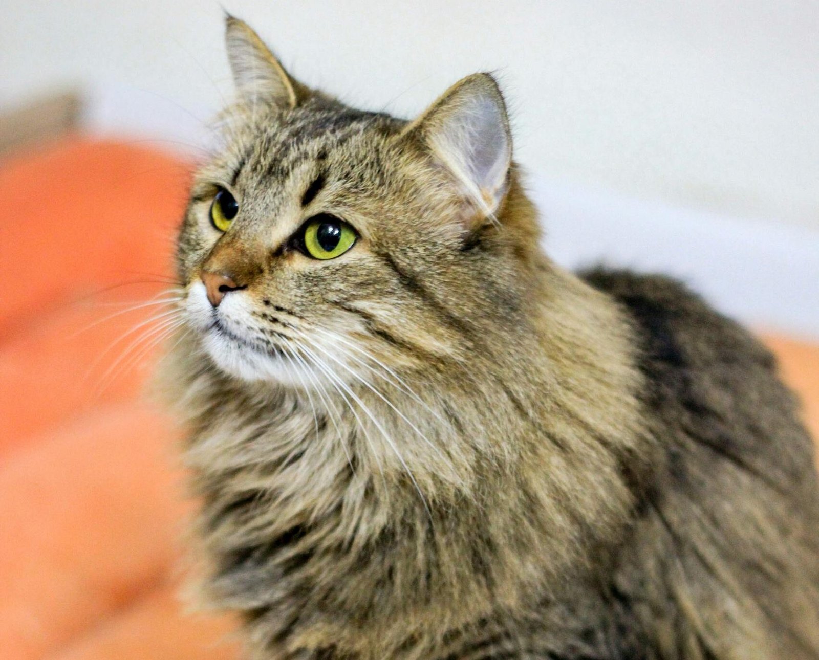 Cozy indoor portrait of a fluffy long-haired tabby cat with green eyes sitting on a soft surface.